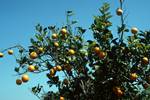 Orange Tree, Akrotiri, Cyprus