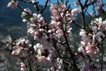 Pink Blossom, Kakopetria, Cyprus