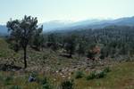 Pine Forest, Looking to Troodos Mountains, Near Copper Mine, Cyprus
