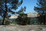 Looking to Mine, Pine Trees, Near Copper Mine, Cyprus