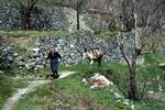Path, Woman & Donkey, Laghoudera Village, Cyprus