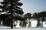 Snow & Pine Trees, Troodos, Cyprus