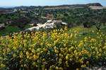 Yellow Flower & Landscape, Chirokita, Cyprus