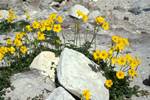 Neolithic Site, Yellow Flowers, Chirokita, Cyprus