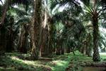 Palm Oil Trees, Bohorok, Indonesia - Sumatra