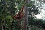 Orang on Tree, Bohorok, Indonesia - Sumatra