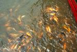 Goldfish, Medan, Indonesia - Sumatra