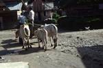 Ox Cart & Cattle, Village, Indonesia - Sumatra