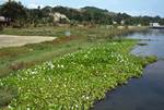 Water Hyacinth, Lake Toba, Tuk Tuk, Indonesia - Sumatra