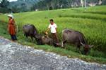 Villagers & Buffaloes, Beyond Prapat (Village Walk), Indonesia - Sumatra