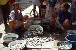 Market - Fish, Belige, Indonesia - Sumatra