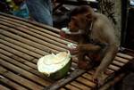 Monkey & Coconut, , Indonesia - Sumatra