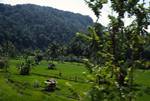 Rice Fields (From Bus), On Way To Bukkitinggi, Indonesia - Sumatra