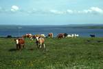 Rousay: Cows, Orkney, Scotland