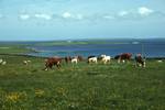Rousay: Cows, Orkney, Scotland