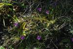 Rousay: Group of Butterwort, Orkney, Scotland