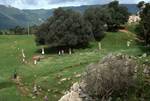 Olive Tree, 5 Menhirs 6000 BC, Filitosa, France - Corsica