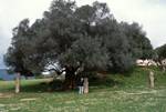 Olive Tree, 2 Menhirs, Figure, Filitosa, France - Corsica