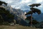 Large Pine & Sunlit Mountain, Col de Bavella, France - Corsica
