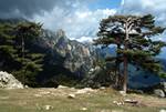 Sunlit Pines & Mountains, Col de Bavella, France - Corsica