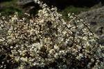 Blackthorn Blossom, Calacuccia, France - Corsica