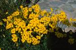 Yellow Flowers, Macinaggio (Cap Corse), France - Corsica
