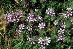 Small Purple Flowers, Berdun, Spain - Pyrenees