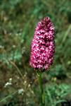 Pink Orchid, Berdun, Spain - Pyrenees
