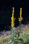 Tall Yellow Flower, Binies Gorge, Spain - Pyrenees