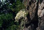 Saxifrage Longifolia, Binies Gorge, Spain - Pyrenees