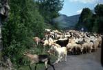 Sheep & Goats (From Coach), Binies Gorge, Spain - Pyrenees