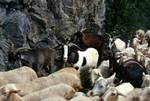 Sheep & Goats (From Coach), Binies Gorge, Spain - Pyrenees