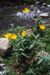 Yellow 'Welsh' Poppies, Binies Valley, Linza, Spain - Pyrenees