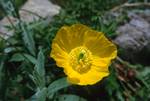 Yellow Poppy, Binies Valley, Linza, Spain - Pyrenees