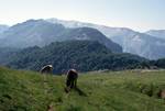 Mountains, Mare & Foal, Belagua, Spain - Pyrenees