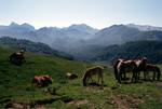 Mountains, Mares & Foals, Belagua, Spain - Pyrenees