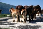 Horses, Belagua, Spain - Pyrenees