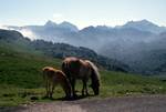 Mountains, Mare & Foal, Belagua, Spain - Pyrenees