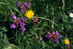Purple & Yellow Flowers, Belagua, Spain - Pyrenees