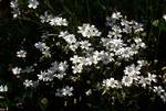 White Flowers, Belagua, Spain - Pyrenees
