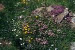 Patchwork Flowers, Belagua, Spain - Pyrenees