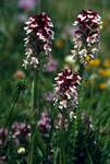 Maroon & White Orchids, Belagua, Spain - Pyrenees