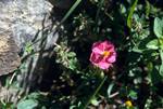 Pink Rock Rose, Boca del Inferno, Spain - Pyrenees