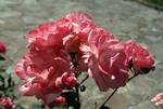 Pink Roses, Jaca Citadel, Spain - Pyrenees