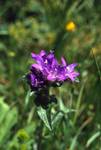 Purple Flower, Col de Ladrones, Spain - Pyrenees