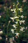 Butterfly Orchid, Aisa, Spain - Pyrenees