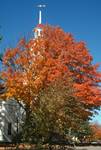 Red Tree, Church, Kennebunkport , U.S.A.