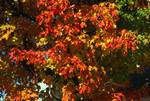 Multi-Coloured Leaves, Lincoln, U.S.A.