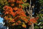 Multi-Coloured Leaves, Lincoln, U.S.A.