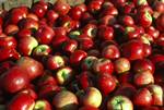 Mack Red Apples, Cold Hollow Cider Mill, Waterbury, Vermont, U.S.A.